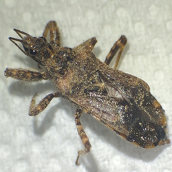 Coranus aegyptius